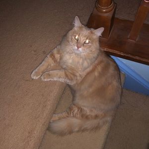 Meet your Posher, Becky